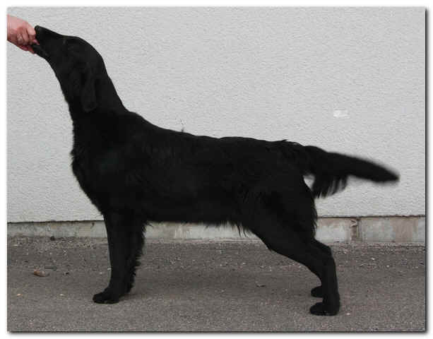 SE U(U)CH Flatterhaft Lois Lane